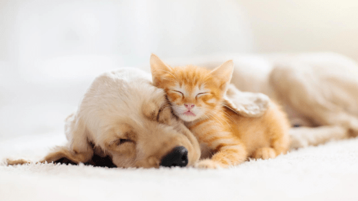 Top 10 Essential Supplies for Ensuring Your Pet's Happiness