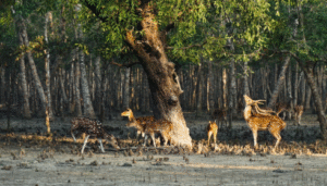 Sundarban tour package