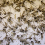 Salt Lake City exterminators