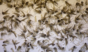 Salt Lake City exterminators