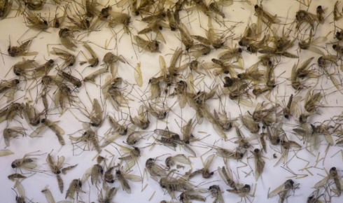 Salt Lake City exterminators