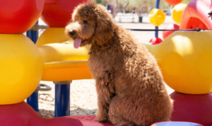 canine focus and discipline training Scottsdale